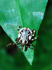 Amblyomma splendidum