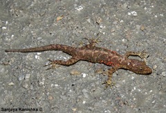 Cnemaspis kandiana
