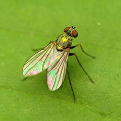 Diaphorinae