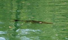 Squalius cephalus