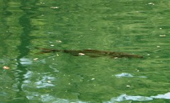 Squalius cephalus