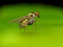 Diaphorinae
