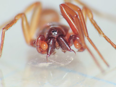 Harpactea longobarda