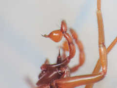 Harpactea longobarda