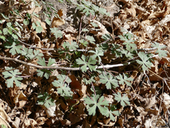 Geranium lentum