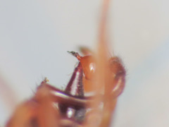 Harpactea longobarda