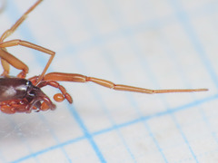 Harpactea longobarda