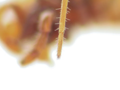 Harpactea longobarda