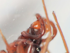 Harpactea longobarda