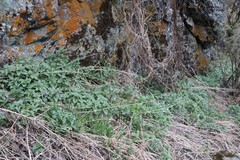 Physochlaina physaloides