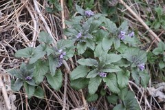 Physochlaina physaloides