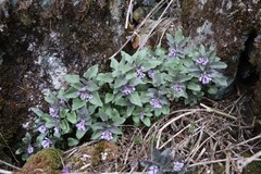 Physochlaina physaloides