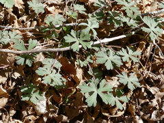 Geranium lentum