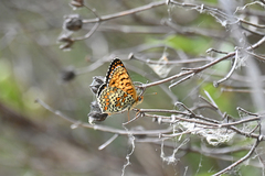 Melitaea ornata