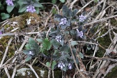 Physochlaina physaloides