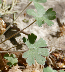 Geranium lentum