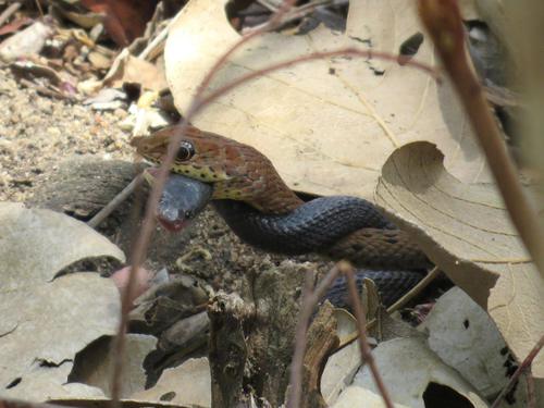 Black File Snake, Gracililima nyassae