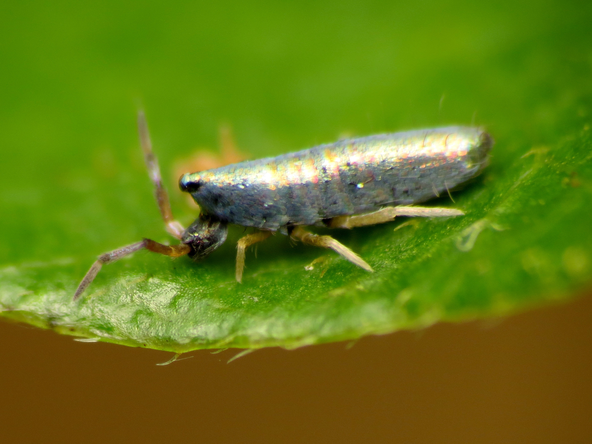 Genus Lepidocyrtus · iNaturalist