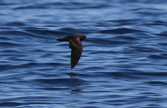Hydrobates microsoma
