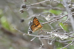 Melitaea ornata