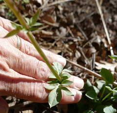 Valeriana arizonica