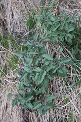 Physochlaina physaloides