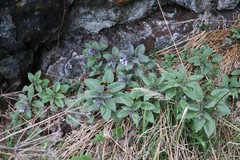 Physochlaina physaloides