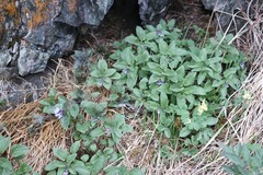 Physochlaina physaloides