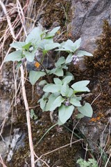 Physochlaina physaloides