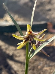 Fritillaria brandegeei