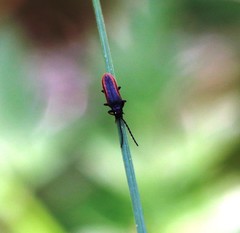 Omalisus fontisbellaquei