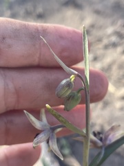 Fritillaria brandegeei