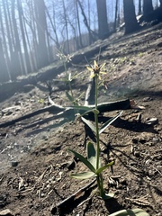 Fritillaria brandegeei