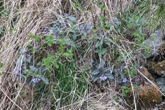 Physochlaina physaloides