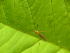 Gonomyia