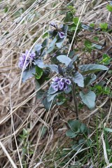 Physochlaina physaloides