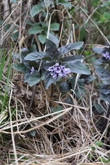 Physochlaina physaloides