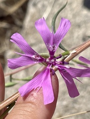 Clarkia xantiana parviflora