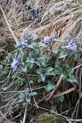 Physochlaina physaloides