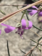 Clarkia xantiana parviflora