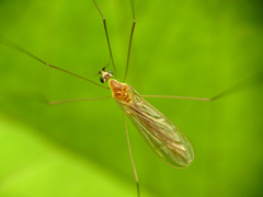 Gonomyia