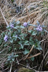 Physochlaina physaloides