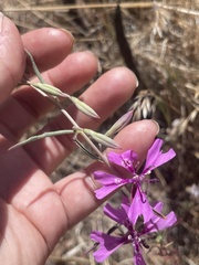 Clarkia xantiana parviflora