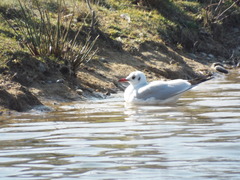 Chroicocephalus ridibundus
