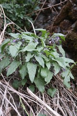 Physochlaina physaloides