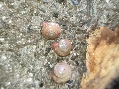 Rhysotina
