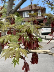Acer ginnala