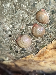 Rhysotina