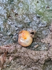 Rhysotina