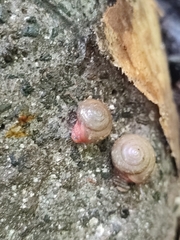 Rhysotina